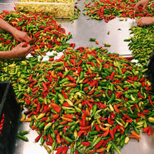 Load image into Gallery viewer, Snake Oil Hot Sauce
